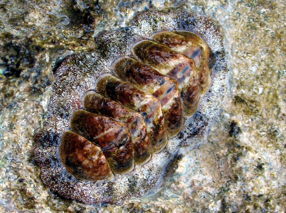 Acanthopleura granulata